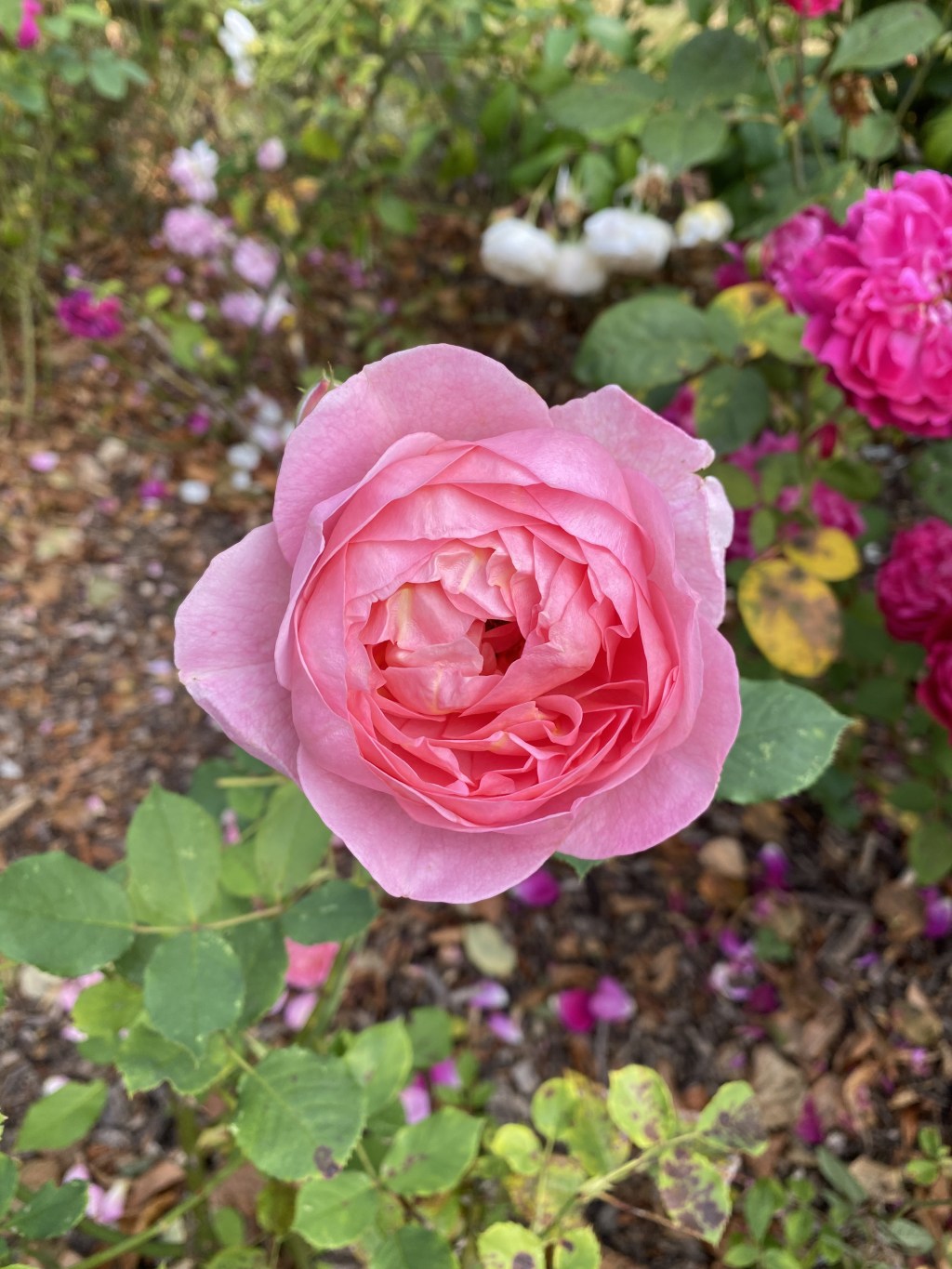 The Thorns of Unconditional&nbsp;Love